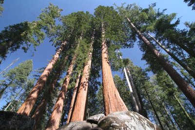 Forest of tall trees illustrating competitive advantage