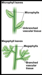 Diagram comparing microphyll and megaphyll leaves