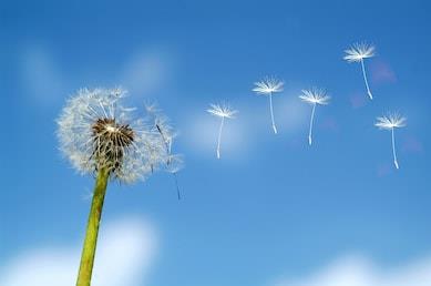 Dandelion seeds dispersing by wind