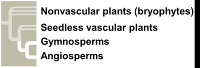 Diagram showing major plant groups: nonvascular, seedless vascular, gymnosperms, angiosperms
