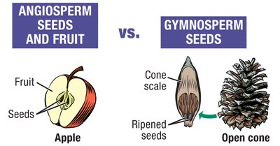 Comparison of angiosperm and gymnosperm seeds and fruit