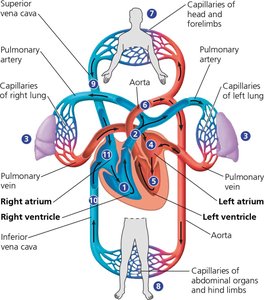 Diagram of mammalian double circulation, showing pulmonary and systemic circuits