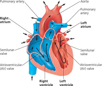 Anatomy of the human heart, showing chambers and valves