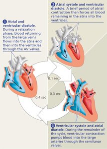 Diagram of the cardiac cycle, showing systole and diastole phases