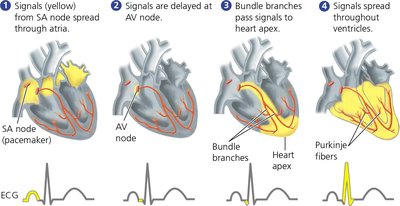Diagram showing the conduction system of the heart and ECG correlation