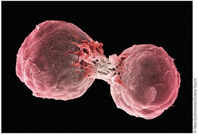 Scanning electron micrograph of two cells dividing
