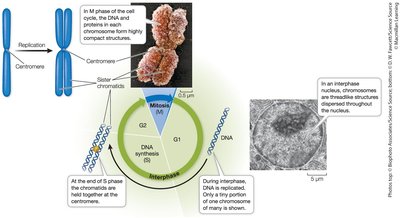 Chromosomes and sister chromatids