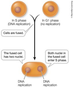 Cell fusion experiment showing cell cycle regulation