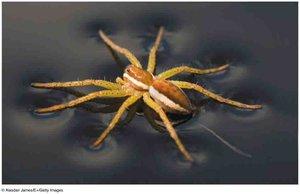 Spider walking on water due to surface tension