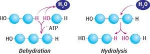 Saturated, trans, and cis unsaturated fatty acids