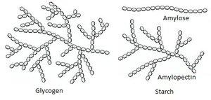 Phospholipid structure and bilayer formation
