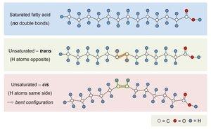 Levels of protein structure