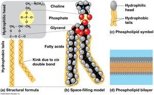 Protein folding and structure levels