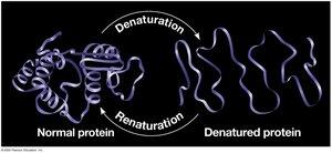 Protein sequence comparison for evolutionary relationships
