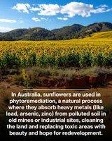 Sunflowers used in phytoremediation