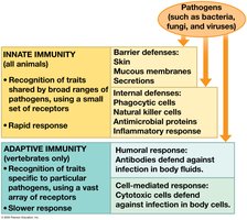 Overview of the immune system: innate vs. adaptive immunity