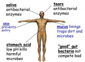 Physical and chemical barriers of innate immunity