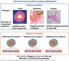 How immune cells recognize pathogens