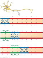 Diagram of action potential conduction along axon