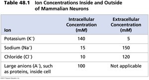 Diagram of ion pumps and channels in neuron membrane