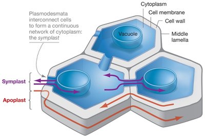 Diagram showing symplast and apoplast in plant tissues
