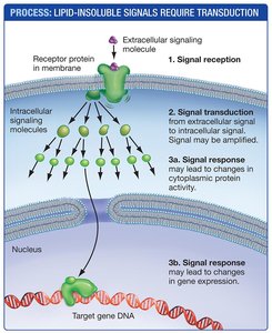 Process of lipid-insoluble signal transduction and response