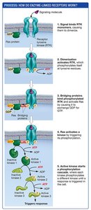 Process of enzyme-linked receptor signaling