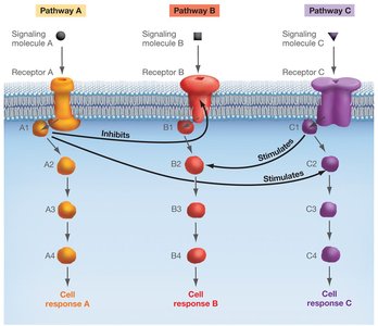 Diagram of signaling pathway crosstalk
