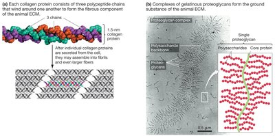 Structure of collagen and proteoglycans in the ECM