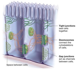 Overview of tight junctions, desmosomes, and gap junctions