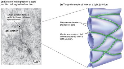 Electron micrograph and diagram of tight junctions