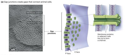 Micrograph and diagram of gap junctions