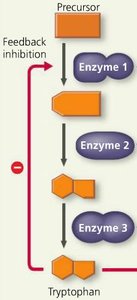 Feedback inhibition in tryptophan biosynthesis pathway