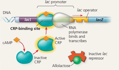 Positive control of lac operon by CRP-cAMP complex
