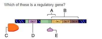Stem cell differentiation into various cell types