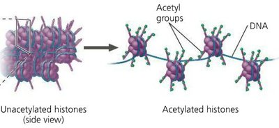Histone acetylation and chromatin structure