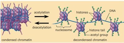 DNA methylation and chromatin structure
