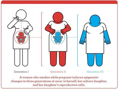 Epigenetic reprogramming in development