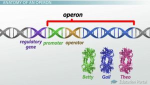 Anatomy of an operon