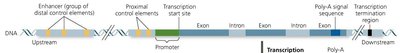 Control elements and transcription factors
