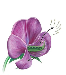 Diagram of pea plant crossing showing removal of anthers
