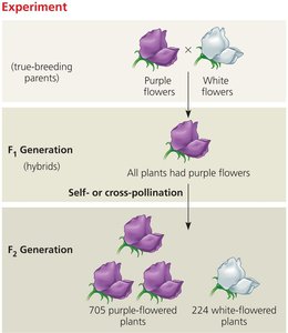 Monohybrid cross showing flower color inheritance