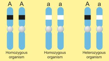 Diagram showing homozygous and heterozygous alleles