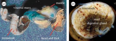 Images of snail and trematode parasite