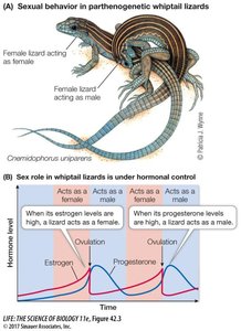 Sexual behavior and hormonal control in parthenogenetic whiptail lizards