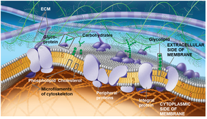 Membrane Preformative General Biology Study Guide: Cell Membrane & Structure | Notes