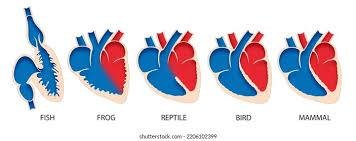 Diagram showing heart chambers in fish, frog, reptile, bird, and mammal