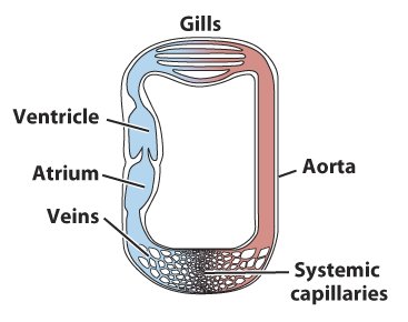 Diagram of fish circulatory system