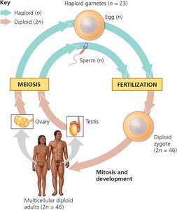 Diagram of meiosis and fertilization cycle