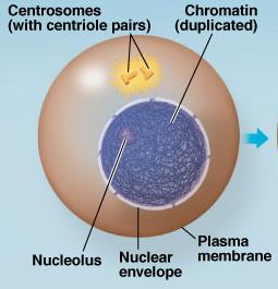 Cell in G2 of Interphase